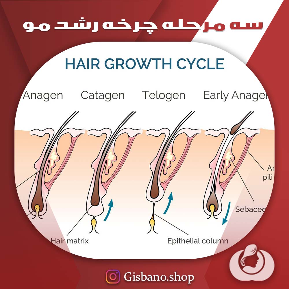 مراحل اصلی چرخه رشد مو 